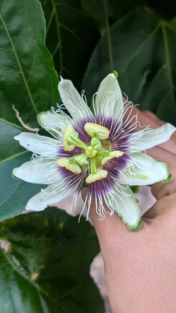 Flor de maracuyá blanca y morada