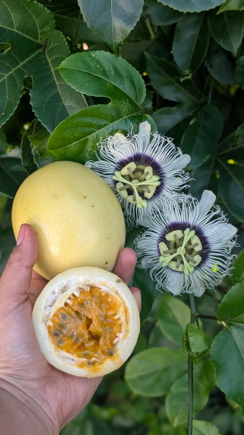 Maracuyá amarillo maduro y partido, junto a flores de la planta
