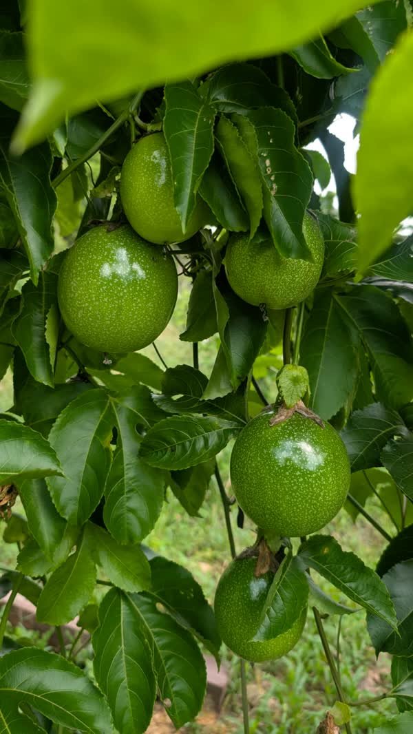 Maracuyás en desarrollo en la planta
