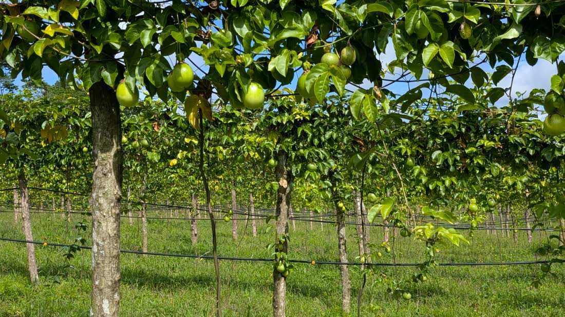 Plantación de maracuyá en espaldera con riego por goteo en Petén